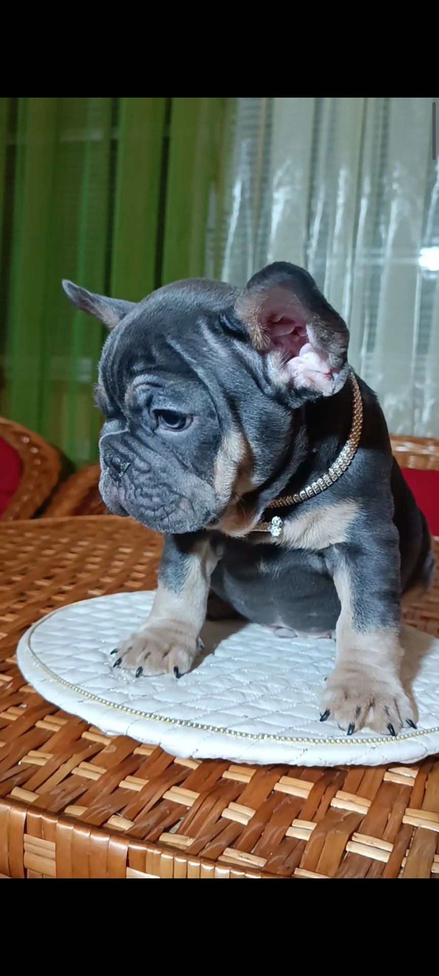 Цуценя французького бульдога