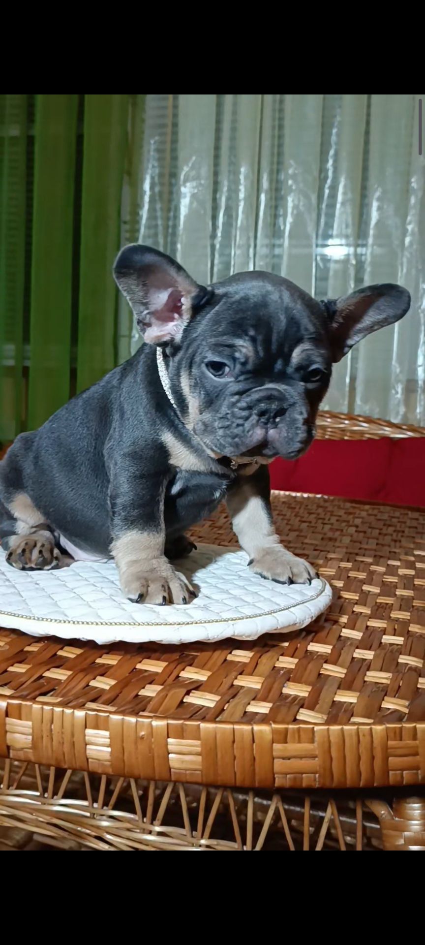 Цуценя французького бульдога