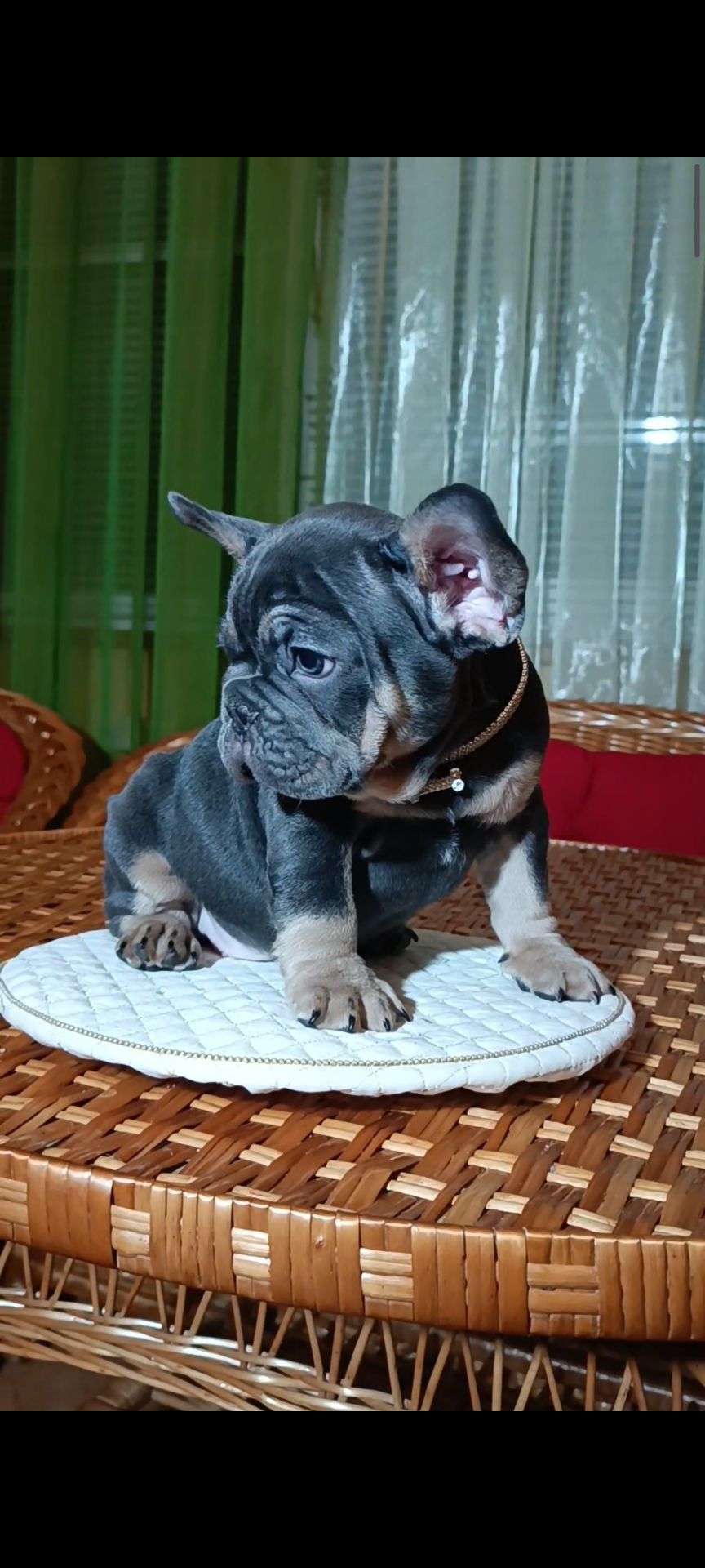 Цуценя французького бульдога