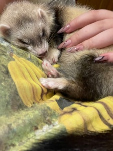 Тхір Тхорик Фретка Дівчинка СТЕРИЛІЗОВАНА