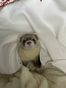 Тхір Тхорик Фретка Дівчинка СТЕРИЛІЗОВАНА