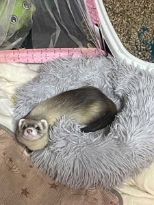 Тхір Тхорик Фретка Дівчинка СТЕРИЛІЗОВАНА