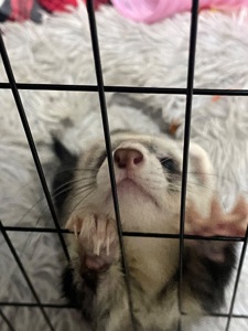 Тхір Тхорик Фретка Дівчинка СТЕРИЛІЗОВАНА