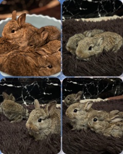 Кролики, питомник, мальчики и девочки!