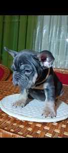 Цуценя французького бульдога