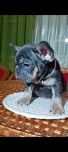 Цуценя французького бульдога