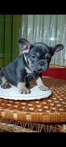 Цуценя французького бульдога