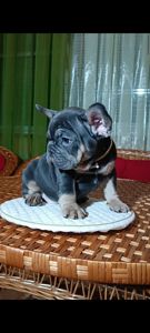 Цуценя французького бульдога