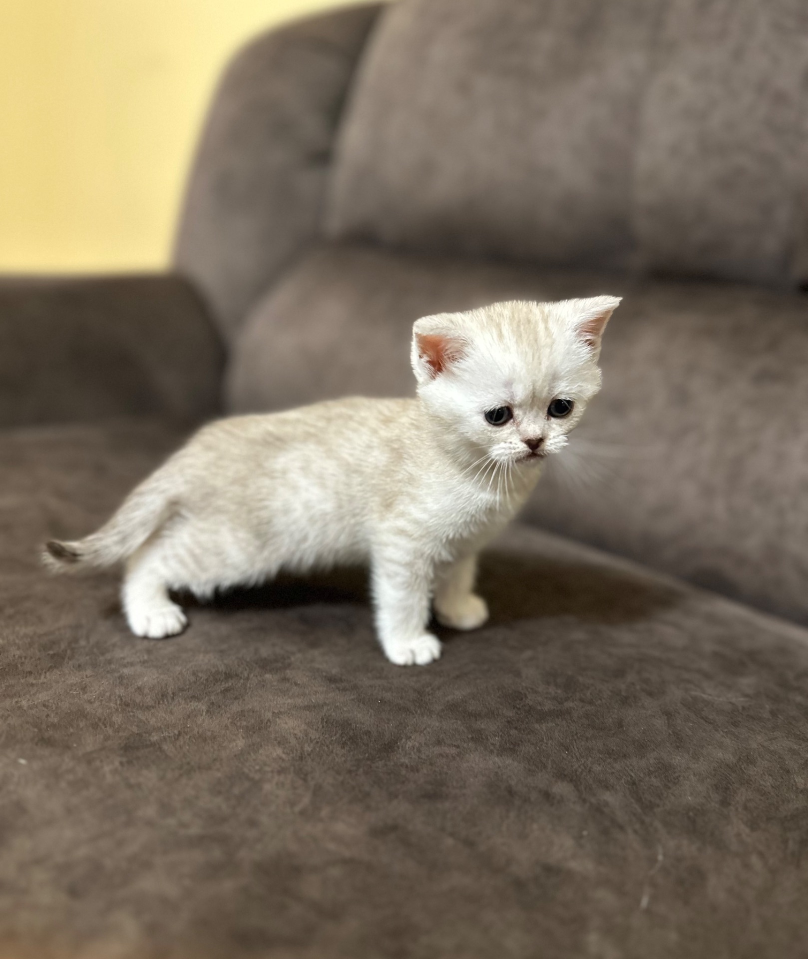 Кошенята шотландські