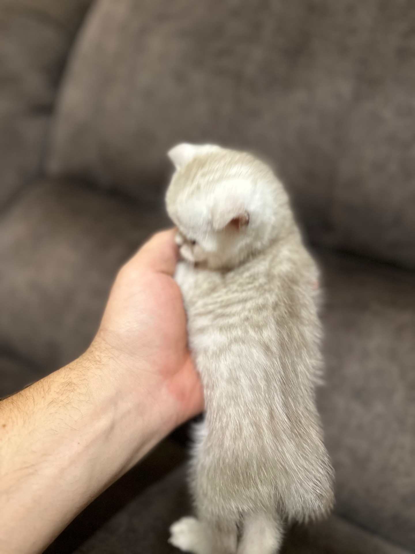 Кошенята шотландські