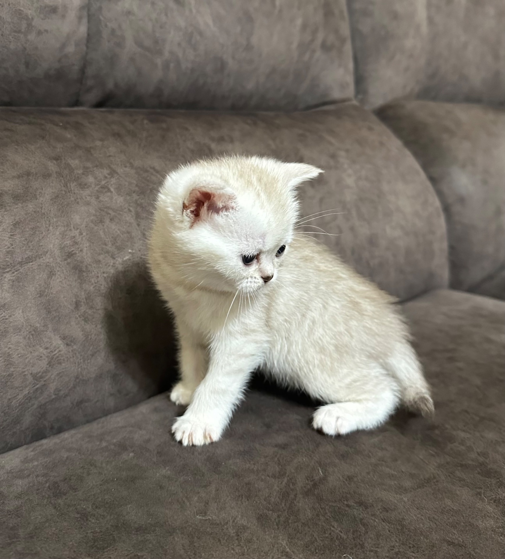 Кошенята шотландські