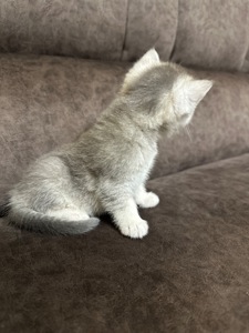 Кошенята шотландські