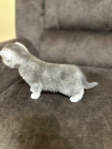 Кошенята шотландські