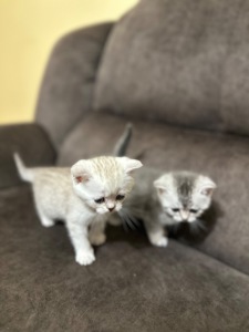 Кошенята шотландські