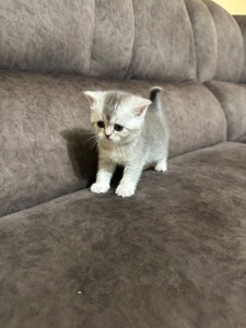 Кошенята шотландські