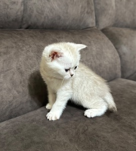 Кошенята шотландські