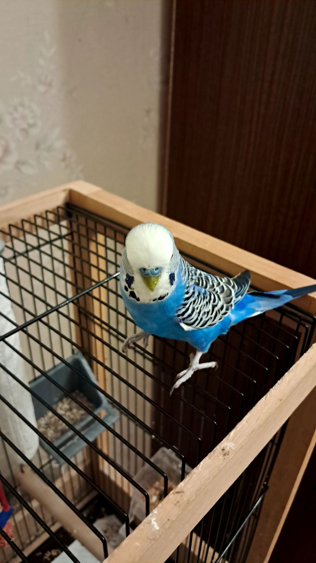 Продам волнистого попугая