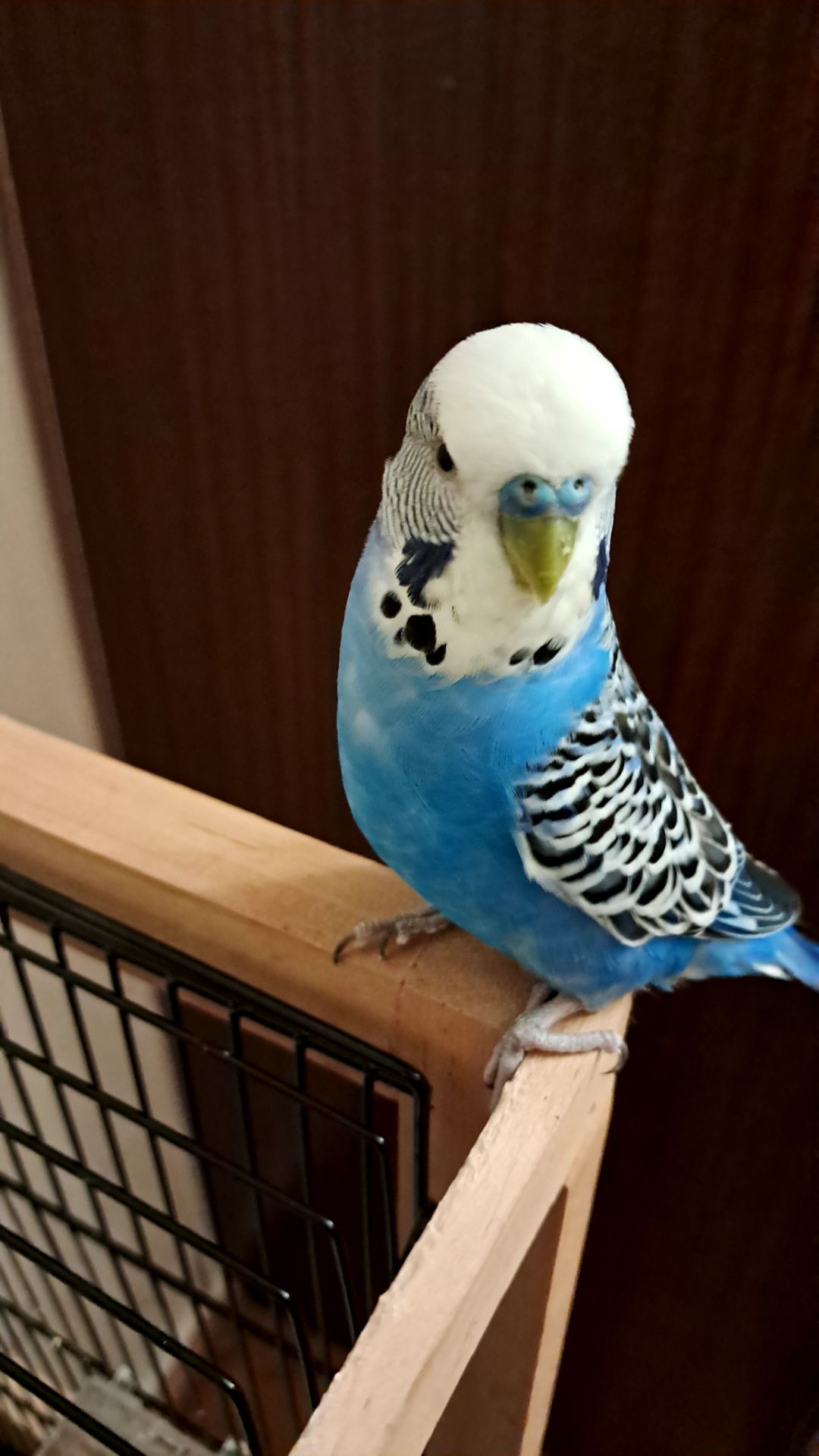 Продам волнистого попугая