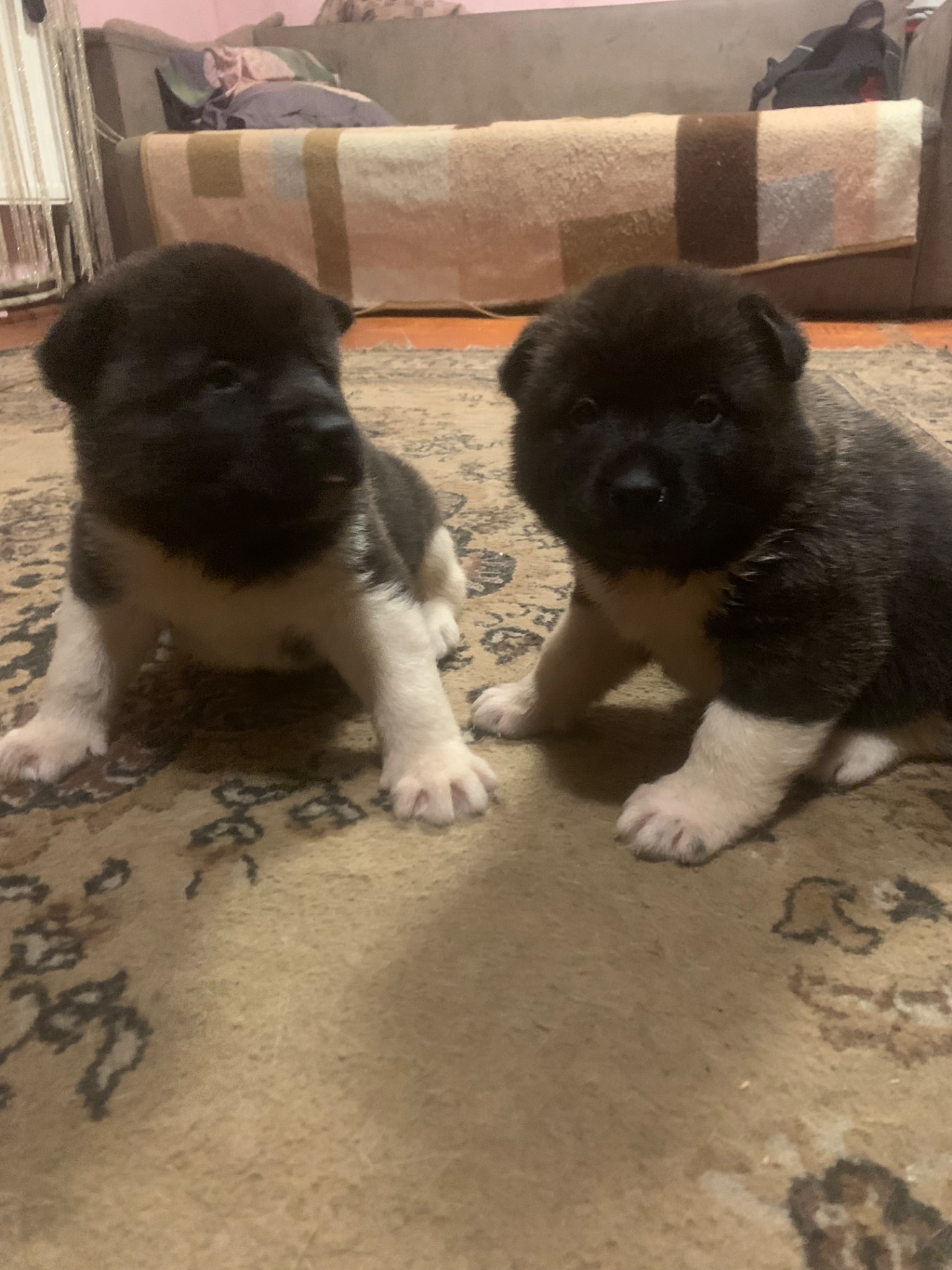 Цуценята американської акіти