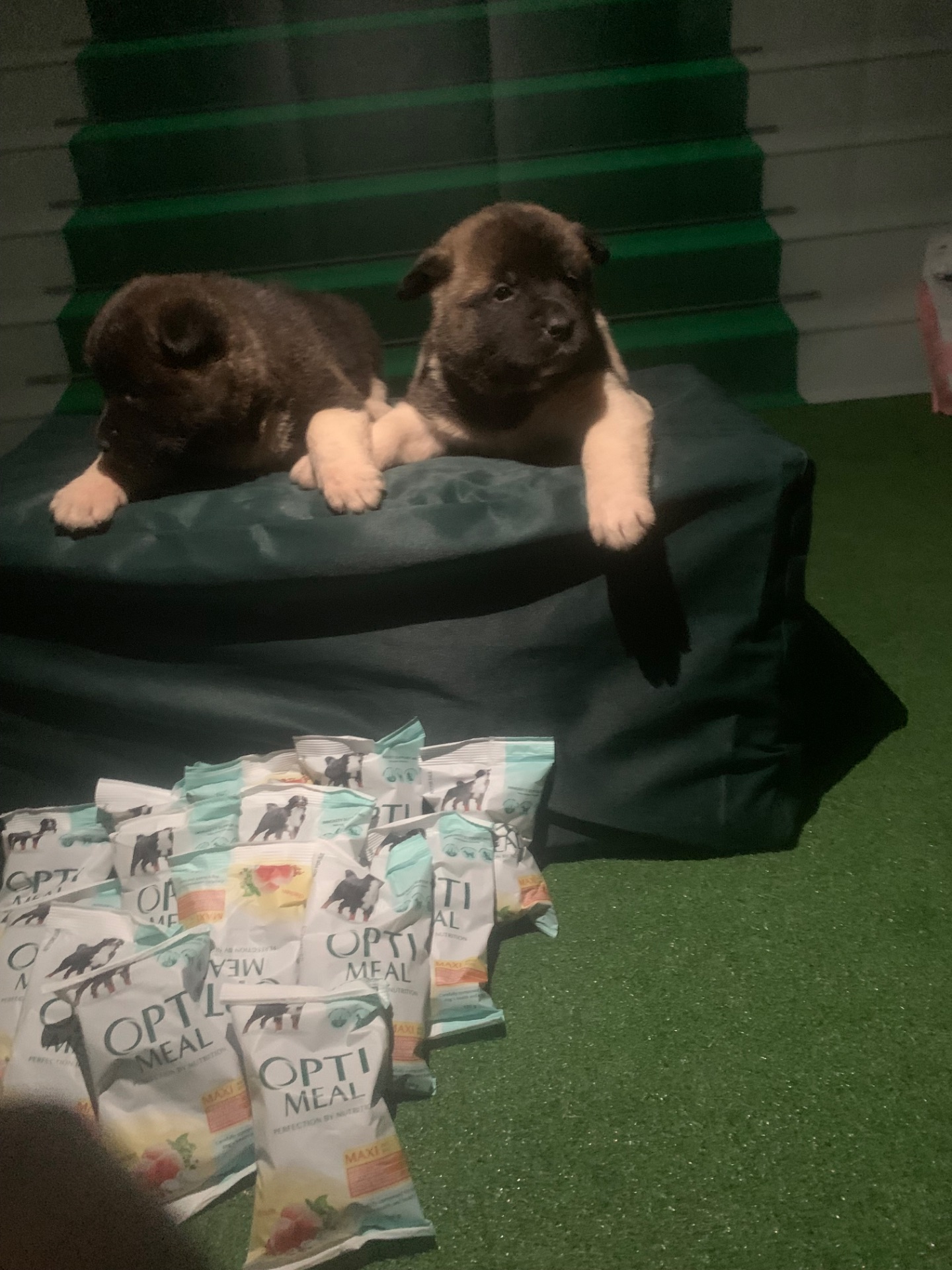 Цуценята американської акіти