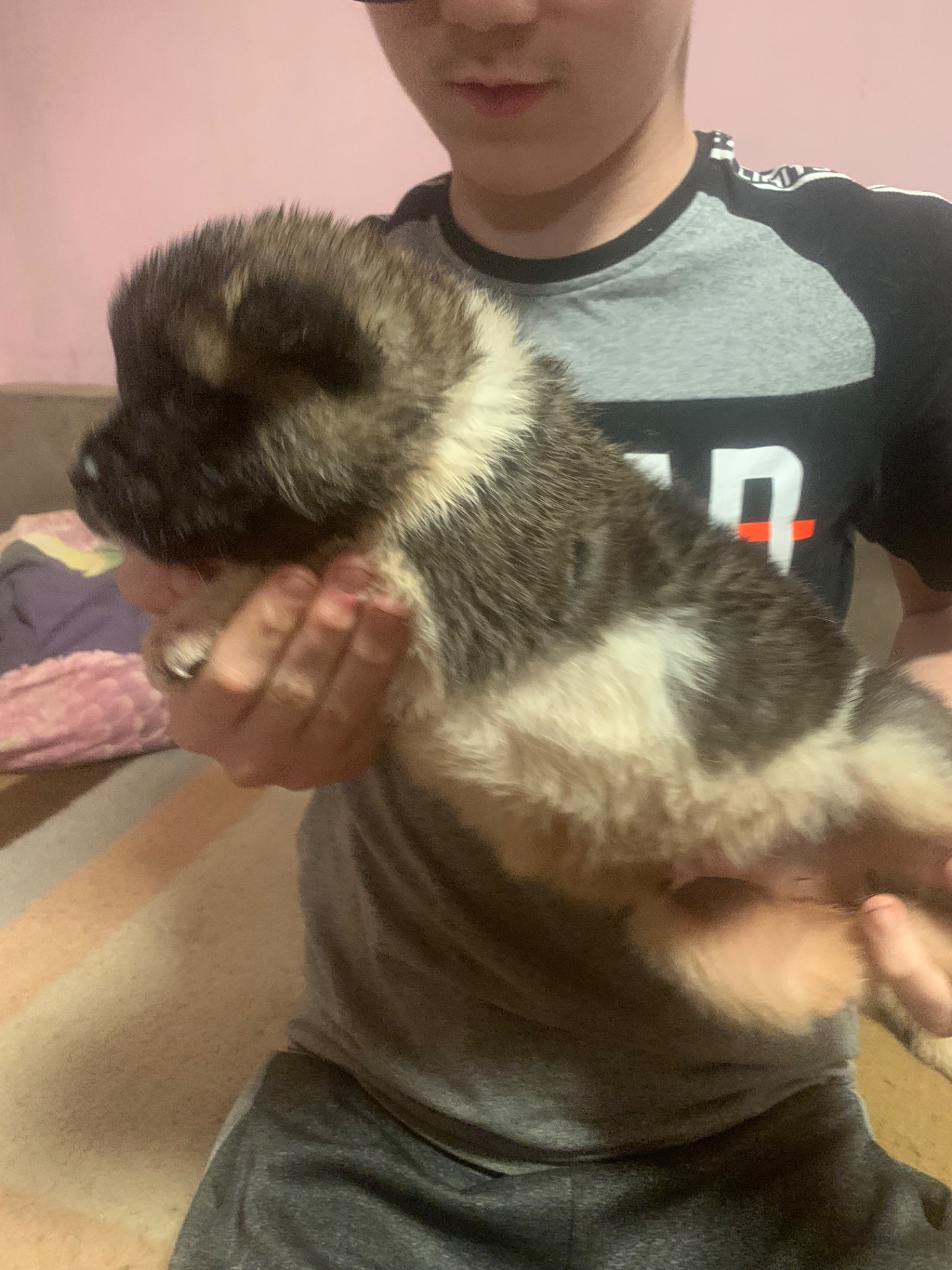 Цуценята американської акіти