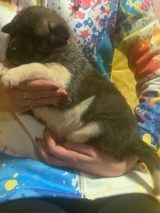 Цуценята американської акіти