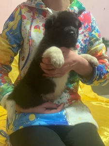 Цуценята американської акіти