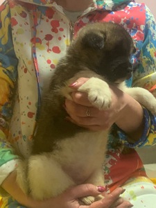 Цуценята американської акіти