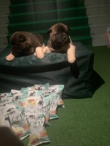 Цуценята американської акіти