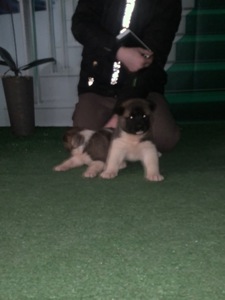 Цуценята американської акіти