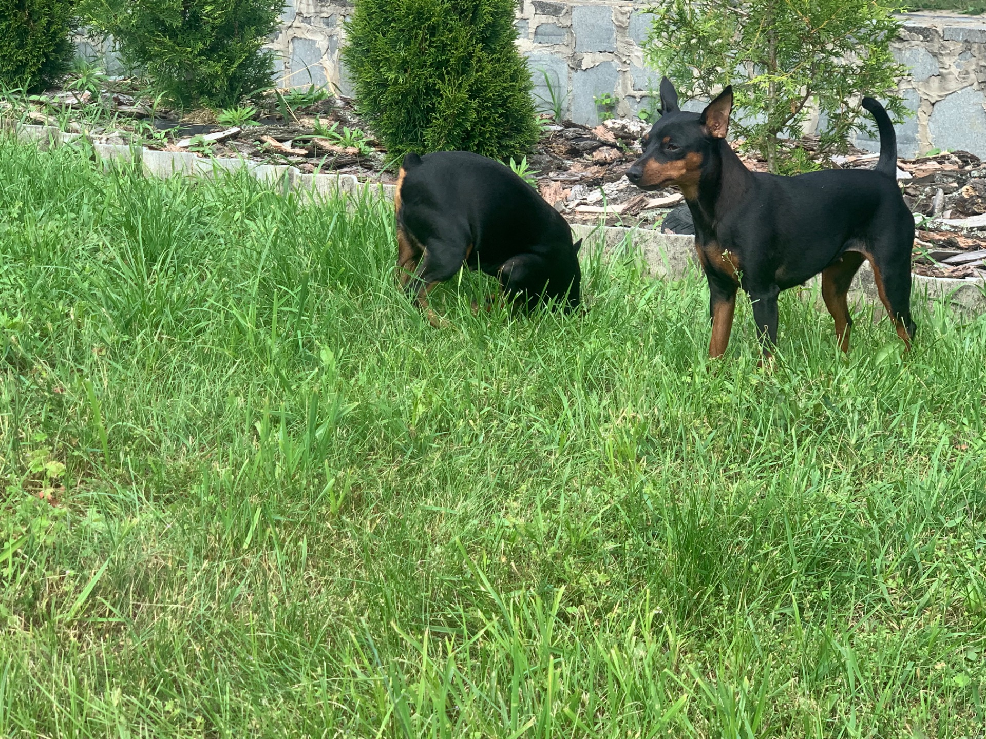 Маля цвергпінчеря хлопчик