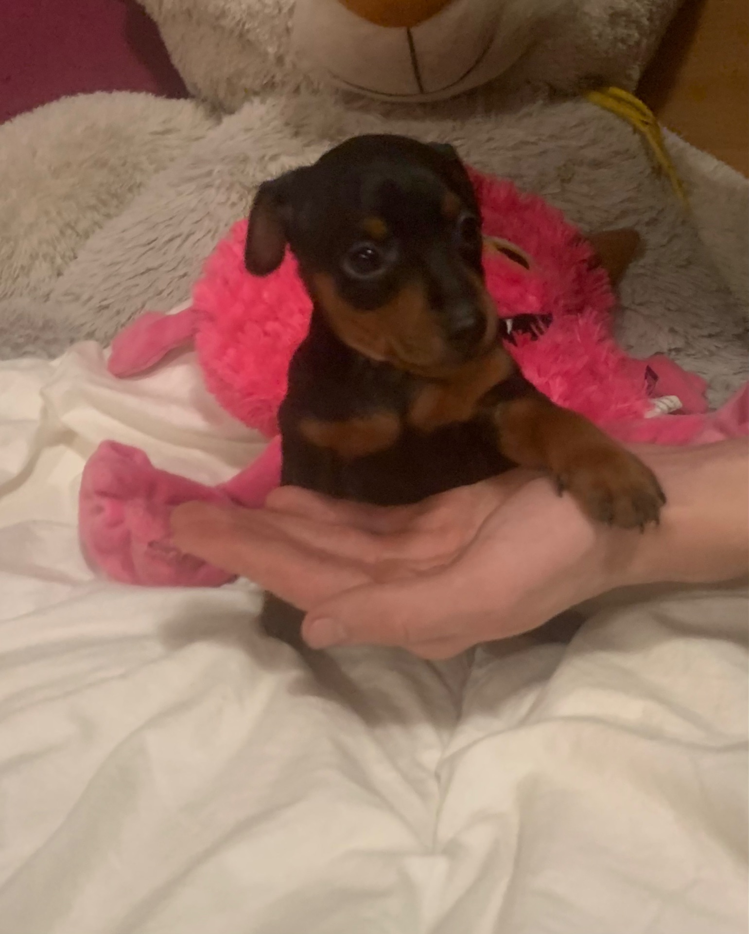 Маля цвергпінчеря хлопчик