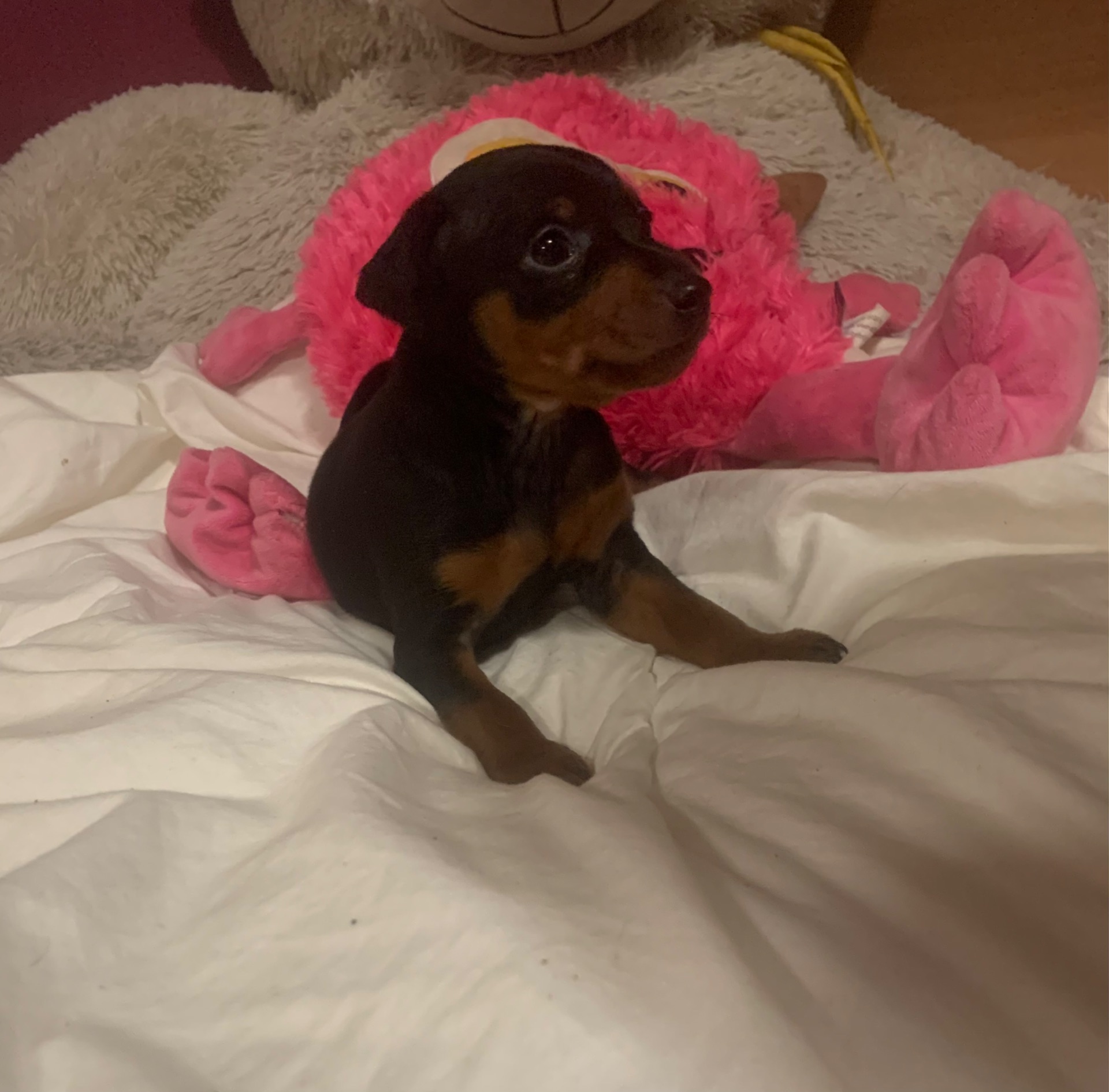 Маля цвергпінчеря хлопчик