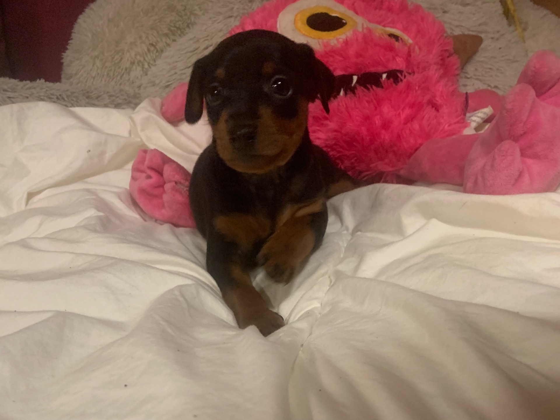 Маля цвергпінчеря хлопчик