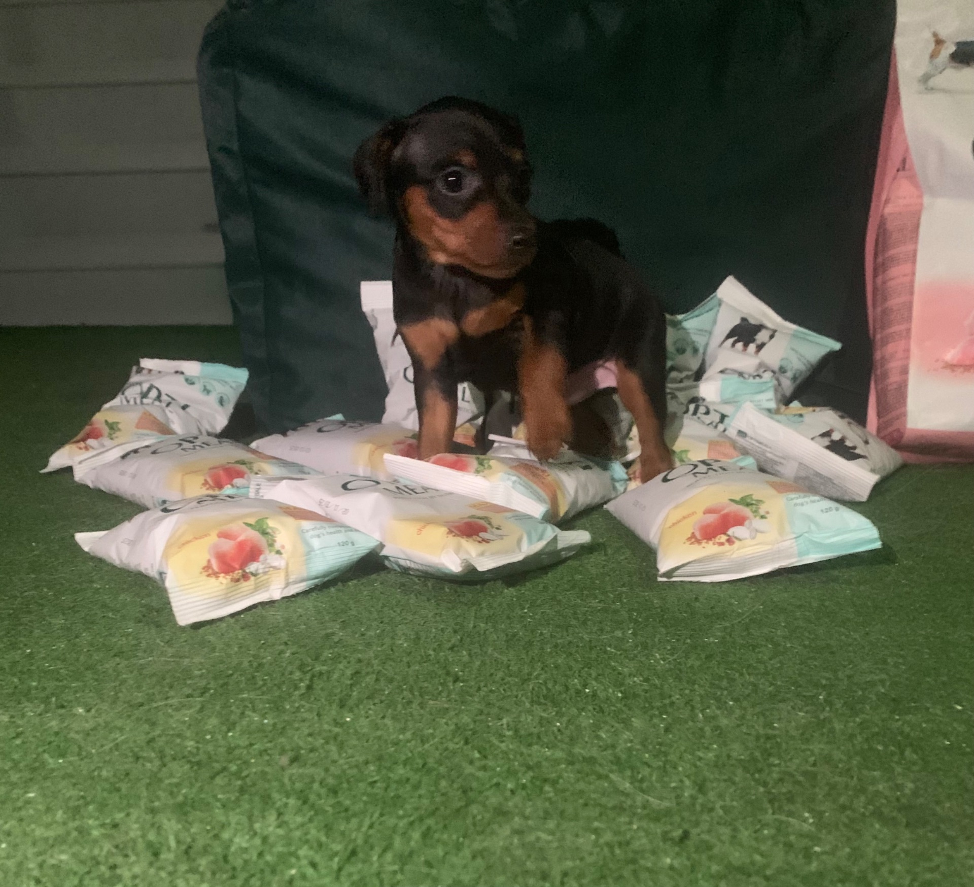 Маля цвергпінчеря хлопчик