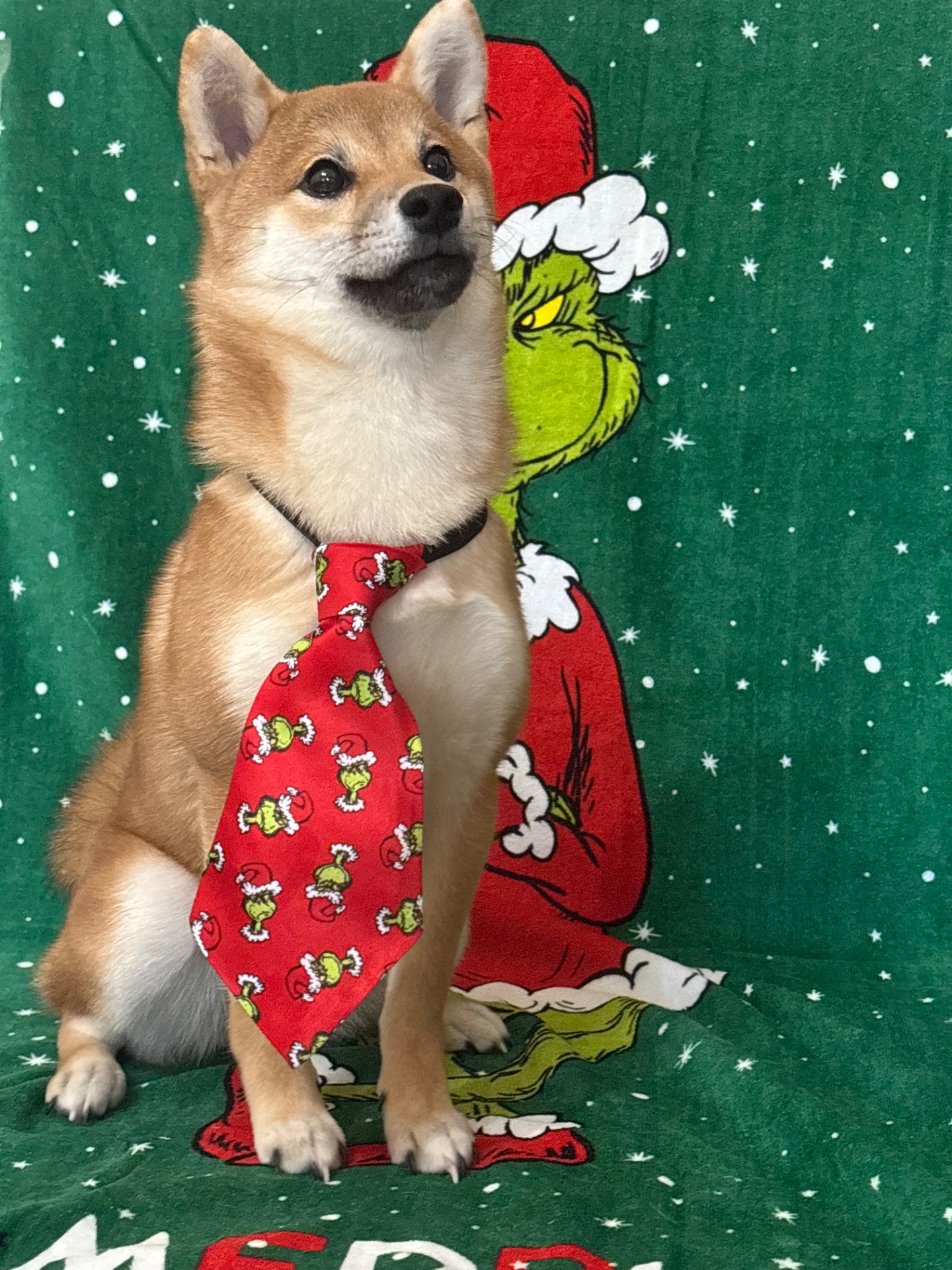 Зразкова шиба