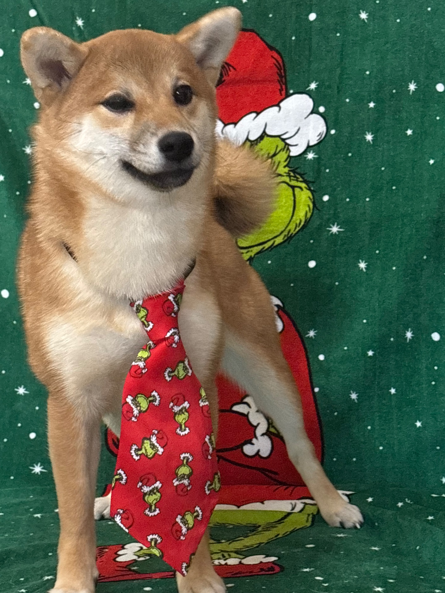 Зразкова шиба