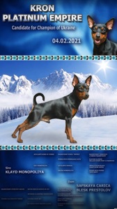 Маля цвергпінчеря хлопчик