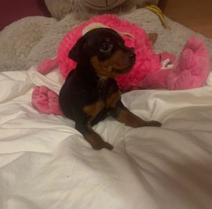 Маля цвергпінчеря хлопчик