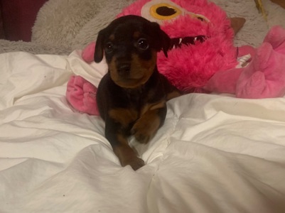 Маля цвергпінчеря хлопчик