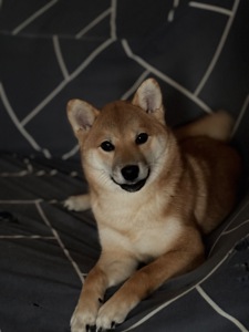 Зразкова шиба