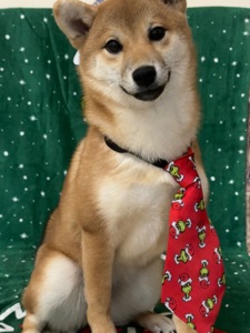 Зразкова шиба