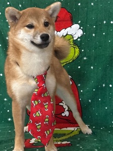 Зразкова шиба