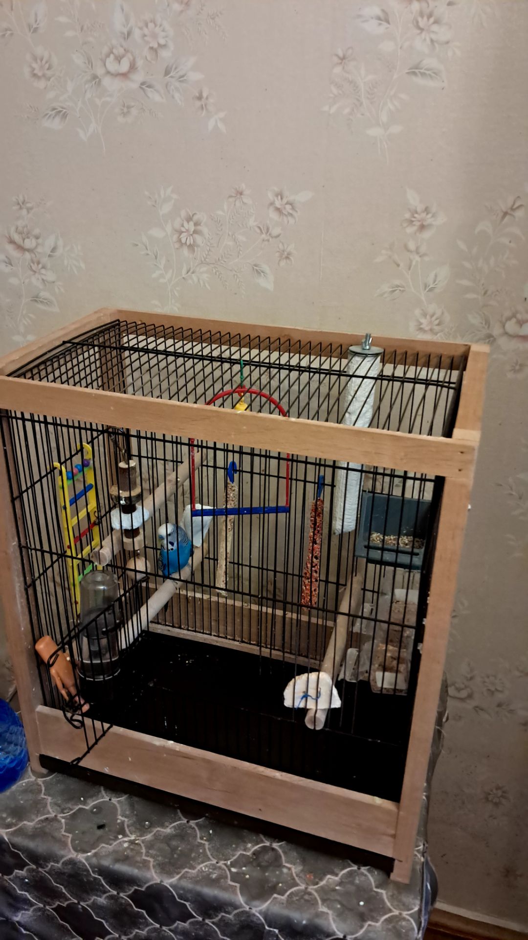 Продам волнистого попугая