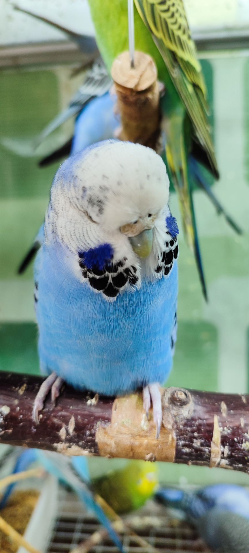 Волнистый попугай