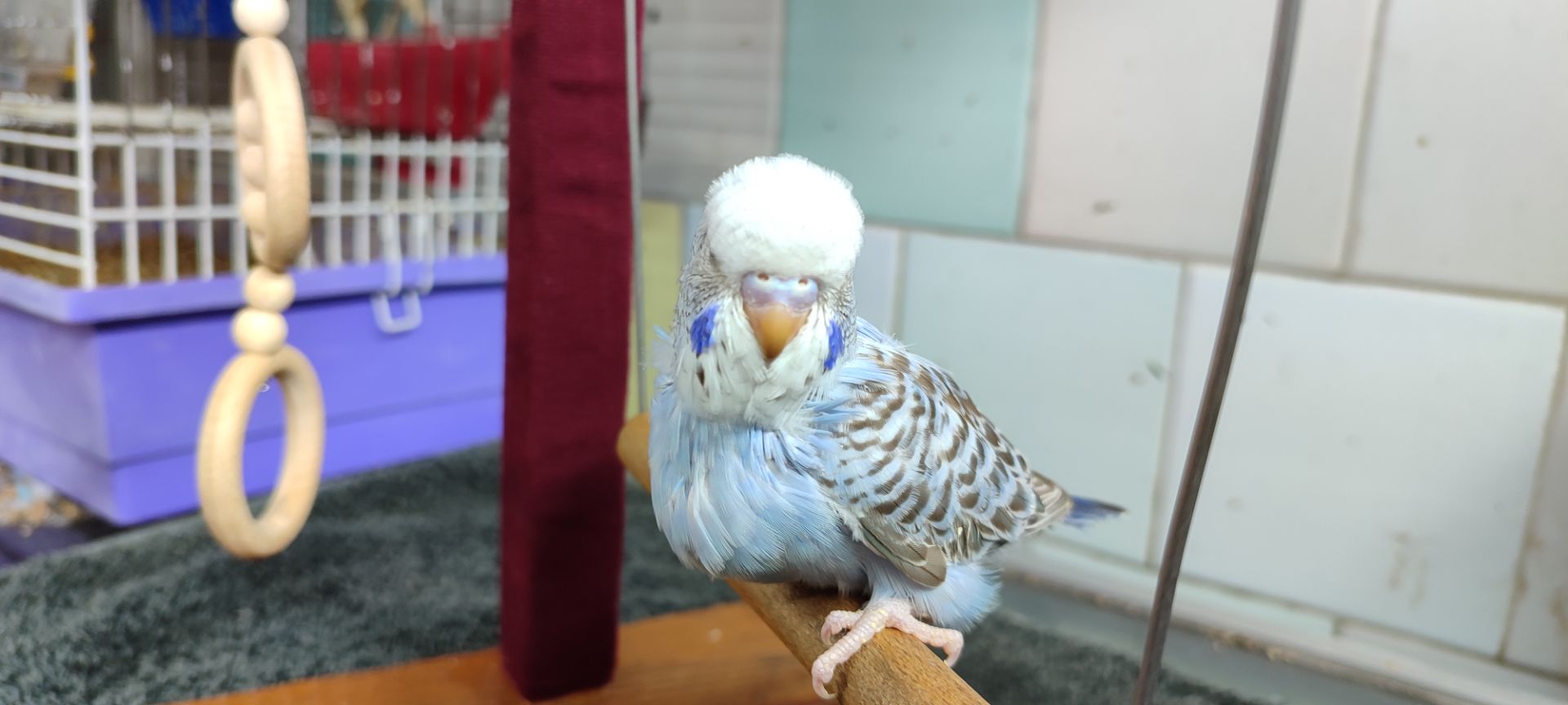 Волнистый попугай