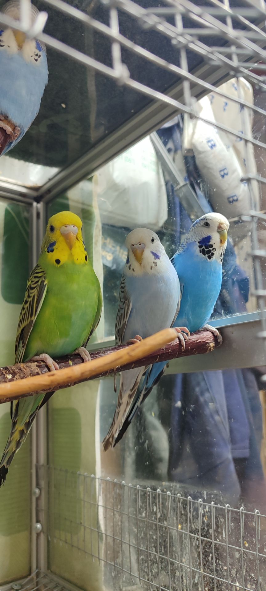 Волнистый попугай