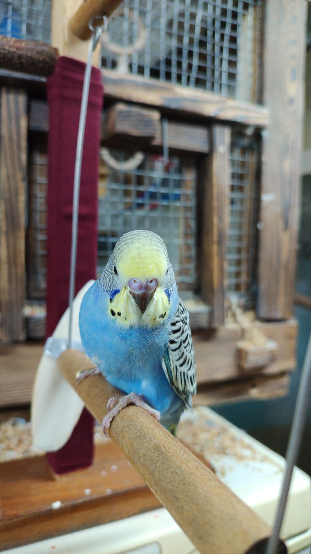 Волнистый попугай