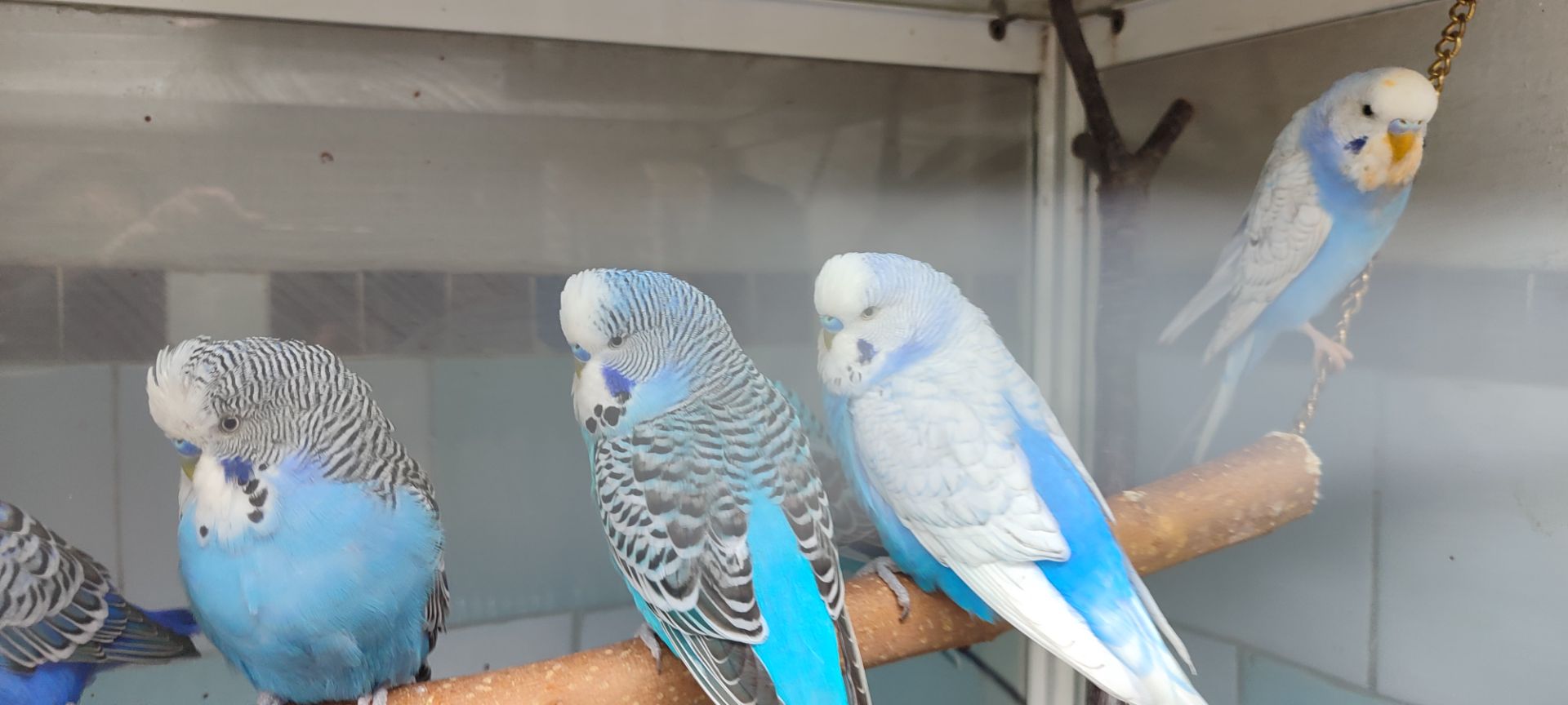 Волнистый попугай