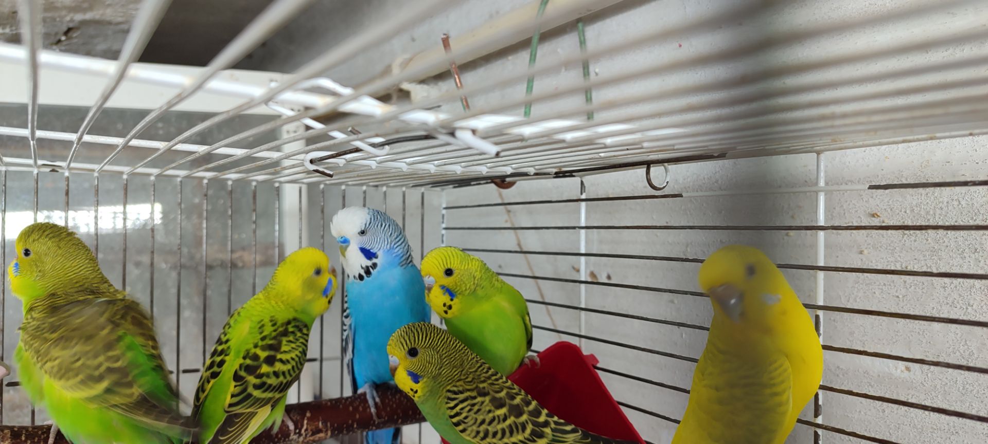 Волнистый попугай